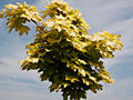 Acer platanoides Golden Globe IMG_4521 Klon pospolity